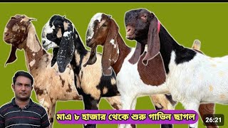 নিউ কালেকশন তোতাপুরী হরিয়ানা বিটল  রানিং মা ছাগল দুধের ছাগল গাভিন গ্যারান্টি ছাগল  আছে