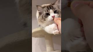 おやつが欲しい猫　#shorts #cat #猫 #猫動画 #ねこのいる生活 #癒し #ラグドール #ラガマフィン #かわいい #長毛種 #日常#ねこ#youtubeshorts#video#love