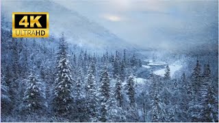 ❄️ Bufera di Neve 4K (10 ORE). Suono della neve che cade in pineta FULL HD