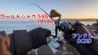 [実釣]海でベイトタックル3本持って釣りしてきた！ワールドシャウラBG1954 アンタレスDCMD 21アンタレスDC 1832 アルファスair  ブルーカレント III 53b