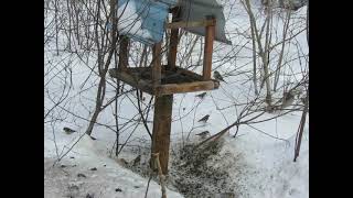 At the Bird-feeder - Busy Redpolls and Noisy Bluejays