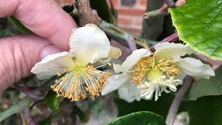 Kiwi fruit / Chinese gooseberry ( Actinidia Chinensis / Deliciosa ), male / female flower comparison