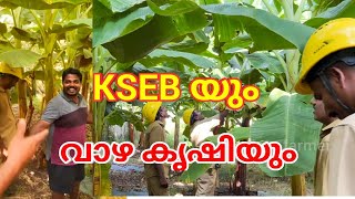 KSEB യും വാഴ കൃഷിയും