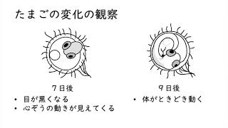 たまごの変化