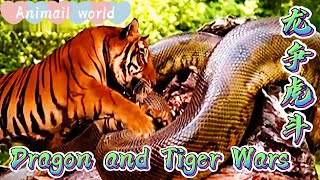 Tiger fights with giant python! Killing between natural enemies 老虎和巨蟒搏斗！天敌之间的杀戮？(残暴) (2020最新)