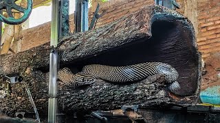 The Process of Sawmilling Trembesi Wood in Chicago’s