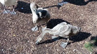 Łabędzia rodzina, kaczki krzyżówki, łyski ~ staw Rzęsa w Siemianowicach Śląskich 💖 🦢🦢