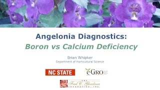 Comparing Calcium and Boron Deficiencies: Angelonia