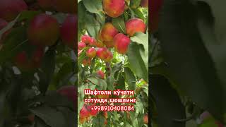 📞+998905605034 нектаринг шафтолий кўчати сотувда