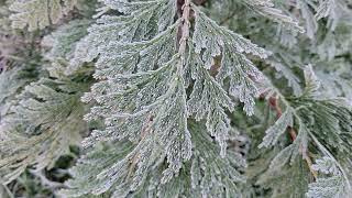 First frost of autumn on the conifer collection