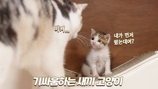 자기보다 10배 큰 고양이와 맞짱 뜨는 새끼 고양이