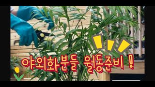 야외에서 키우던 식물들 월동준비 벌레퇴치법💕 How To Debug Plants Before Bringing Them Indoors