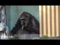 じろ～！ゲンキは旦那のモモタロウをちらちら見つめる💛genki glances at her loving husband momotaro【kyoto zoo 京都市動物園】2022 1 5