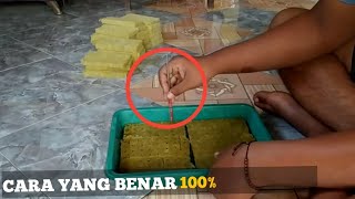 cara menyemai benih hidroponik agar tumbuh 100%