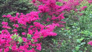 Wild Azaleas at the hill next to Shiofune 2022.4.29