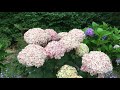 INCREDIBALL™ Blush Hydrangea | www.gardencrossings.com