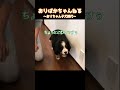 自我が芽生える子犬時代のバーニーズマウンテンドッグのオリバー バーニーズマウンテンドッグ bernesemountaindog