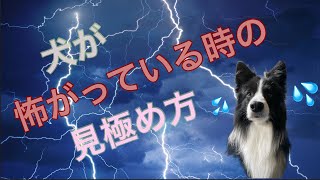 犬が怖がっている時の見極め方