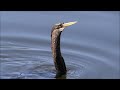 anhinga the