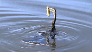 Anhinga the \