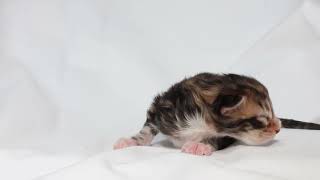 生後5日目メインクーン子猫の寿恵子ちゃん