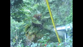 Amazing Tall Palm trees on Salt Spring Island, Canada