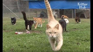 700 Cats Living In One House?! | Kritter Klub