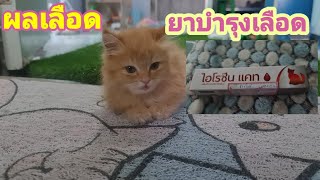 ผลเลือดออกมาแล้ว ต้องกินยาบำรุงเลือด@cats_home @stray_cats