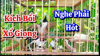 chào mào hót sáng kích bổi - luyện giọng hay ép bổi sổ bọng và căng lửa - chào mào hót đấu