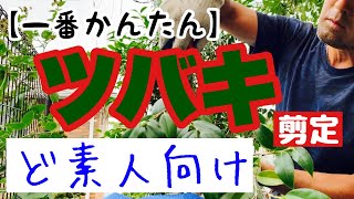 椿剪定方法【６月がタイムリミット】1番かんたん椿剪定の仕方、椿剪定時期、チャドクガ予防にもなる！！