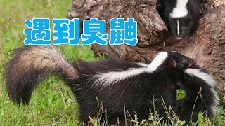 遇到臭鼬怎么办/Meet a skunk