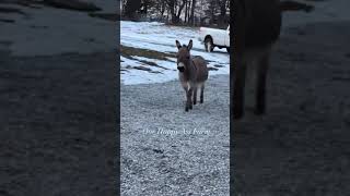 Barney is such a good boy! #shorts #animalshorts #onehappyassfarm #farmlife #cuteanimals