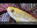 【fly fishing】寒くても爆釣！真冬の管理釣り場でトラウトと遊び尽くす！【フライフィッシング】【管理釣り場】