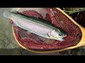 【fly fishing】寒くても爆釣！真冬の管理釣り場でトラウトと遊び尽くす！【フライフィッシング】【管理釣り場】