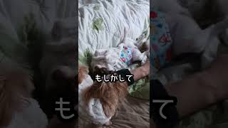 犬の嗅覚は凄いです！#shorts #アテレコ#チワワ#多頭飼い#犬のいる暮らし