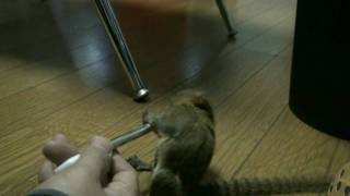 Pygmy　Marmoset　ピグミーマーモセット