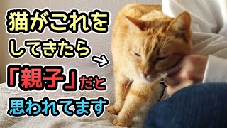 猫が親子だと思う人にしか見せない7つの行動