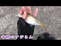 堤防簡単フカセ釣り クロダイ メジナ アジ サバ カサゴ mancing mania japan