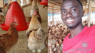 PRÉSENTATION DE MES POULETS COQUELETS, ÉLEVAGE DES POULES PONDEUSE / ESSEMVO TV