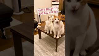 責任をなすりつける猫【おしゃべりする猫】 #Shorts 【猫アテレコ】