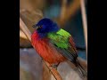 Painted Bunting