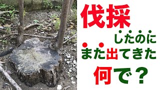 【伐採したのに】また枝が伸びてくる物と伸びてこない物の違いとは？