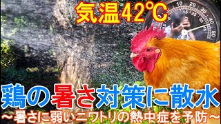 鶏の暑さ対策に散水～木陰への水撒きで体温調節が苦手なニワトリの熱中症を予防～