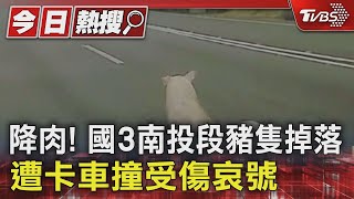 降肉! 國3南投段豬隻掉落遭卡車撞受傷哀號｜TVBS新聞 @TVBSNEWS01