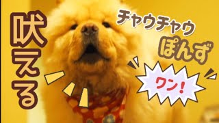 【初公開！】大人しい犬が唯一吠える時【チャウチャウ】