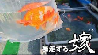 【金魚】らんちゅうブリーダーのご自宅で暴走を始めた嫁の後ろ姿は美しかった‼️