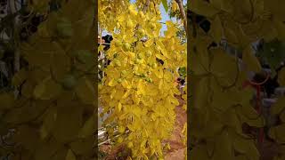 ផ្កាពណ៌លឿង-Yellow tree flower