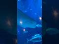 Besar nya ikan pari #fish #aquarium #youtubeshorts