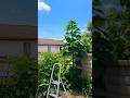 GIANT SUNFLOWER 🌻😎🌻 #garden #video #youtubeshorts #edit #gardening #goodvibes #vibes #happy #good