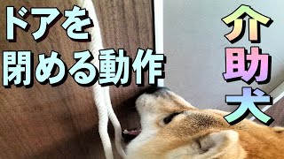 【柴犬の介助犬】ドアを閉める動作